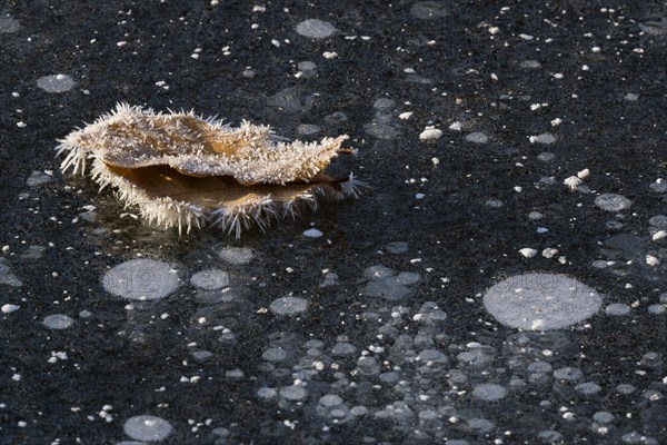 Oak leaf covered with ice crystals on frozen water surface