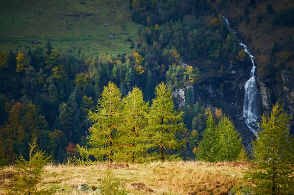 European larch