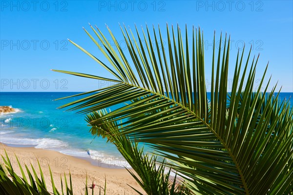 Canary Island date palm