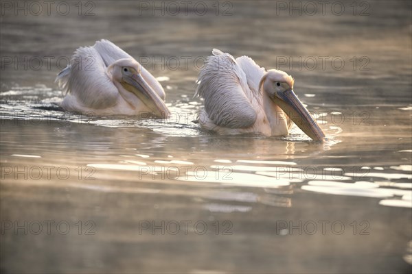 Two great white pelicans