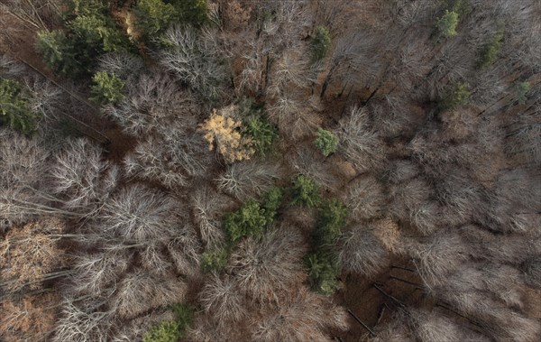 Undecorated mixed beech forest from above