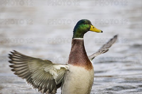 Mallard or Wild duck