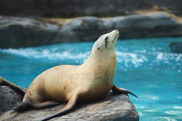 California sea lion