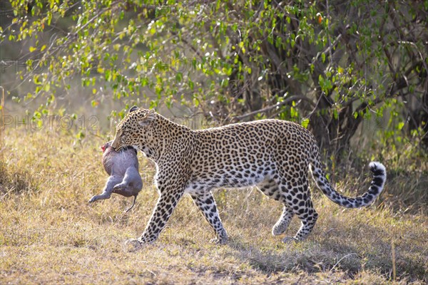 Leopard