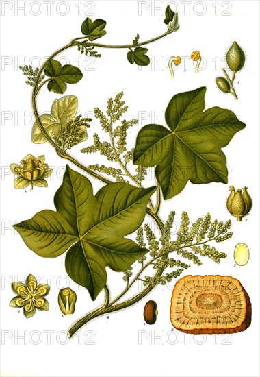 Medicinal plant