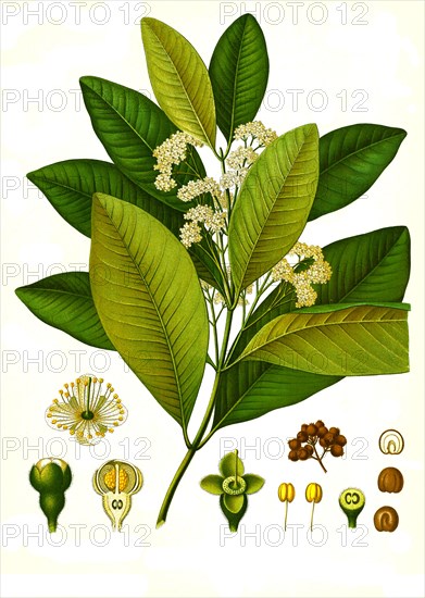 Medicinal plant