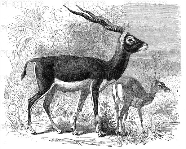 Blackbuck