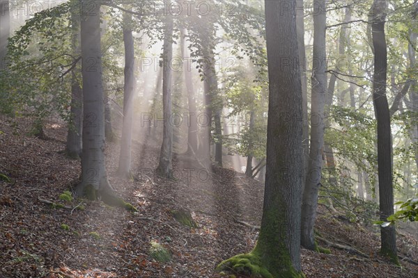 Deciduous forest in the mist in sunshine
