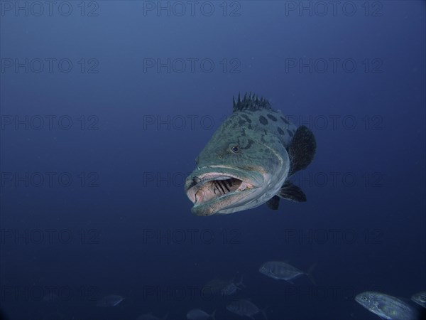 Potato grouper