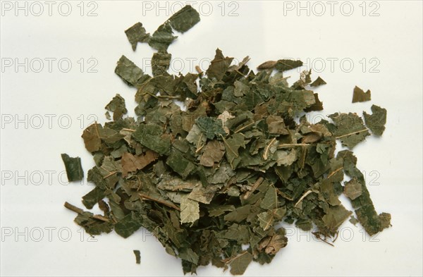 Dried witch hazel leaves virginiana