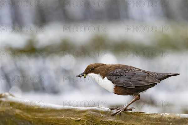 White-breasted dipper