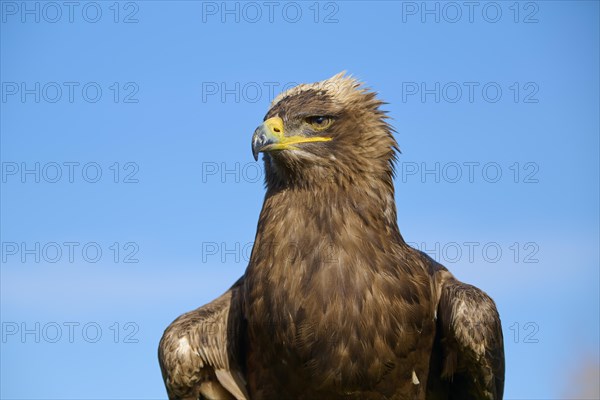 Steppe eagle