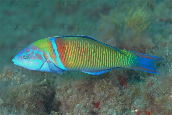 Ornate wrasse