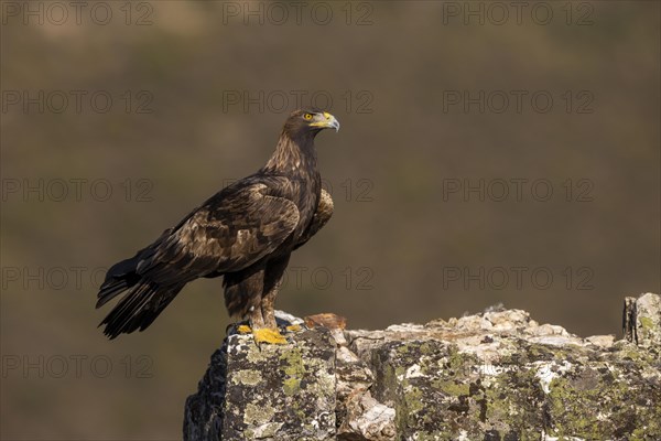 Golden eagle