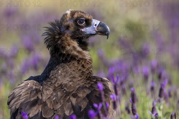 Cinereous vulture