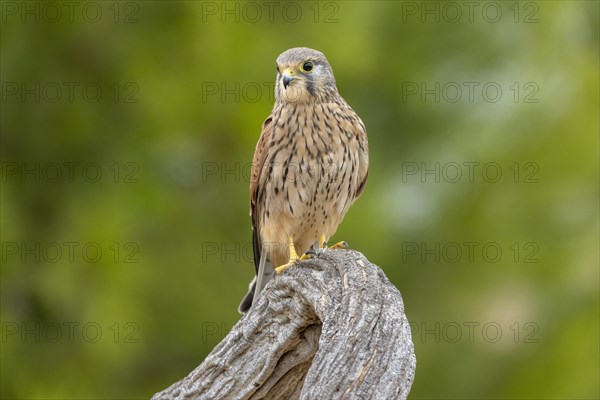 Common kestrel