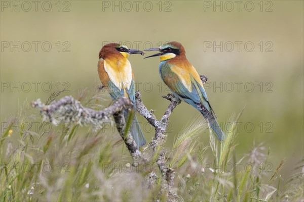 European bee-eater