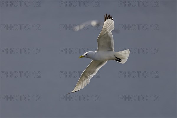 Kittiwake