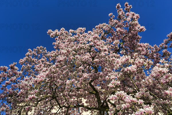 Flowering magnolia tree