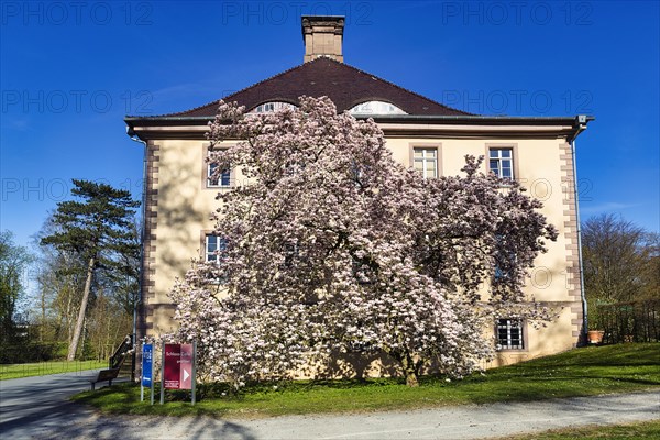 Magnolia tree