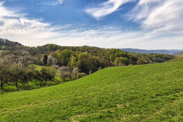 Blossoming cherry trees in hilly landscape