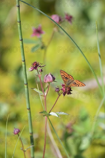 Cranberry fritillary