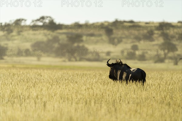 A wildebeest