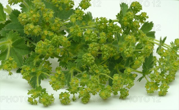 Medicinal plant lady's mantle