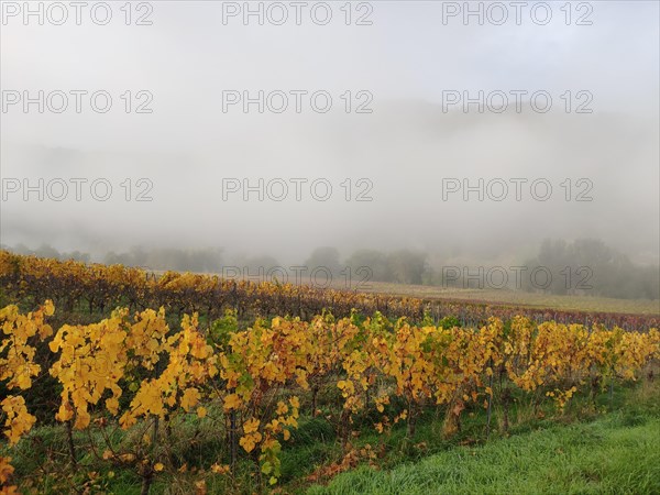 Vineyard in autumn in the Moselle valley