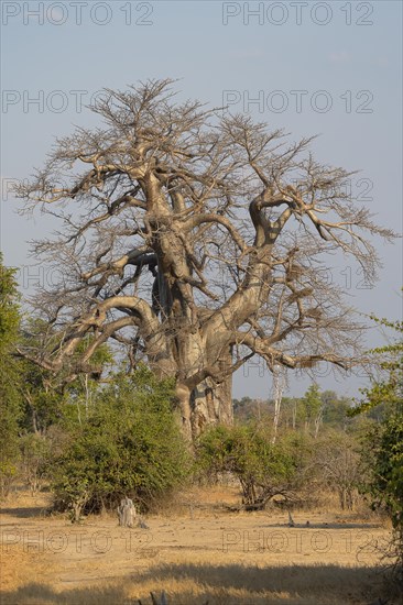 Baobab tree