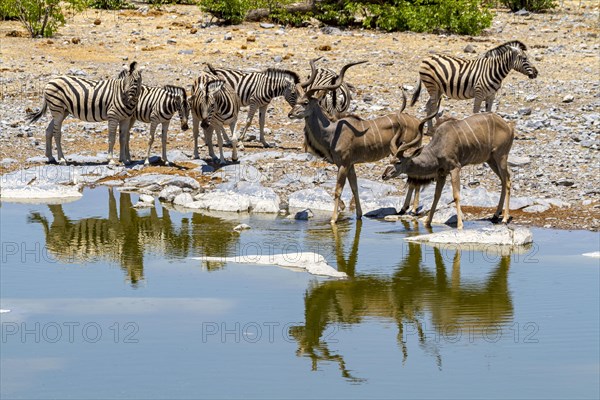 Kudus and zebras at a waterhole