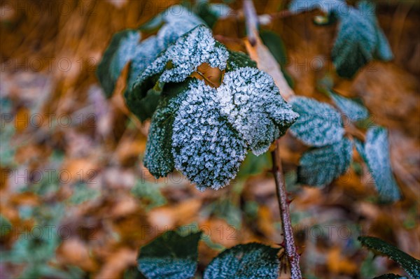 Leaves from a blackberry bush