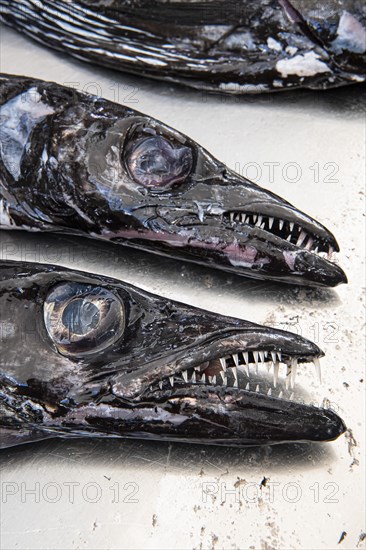 Black scabbardfish