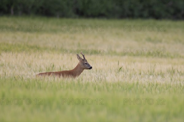 Roe deer