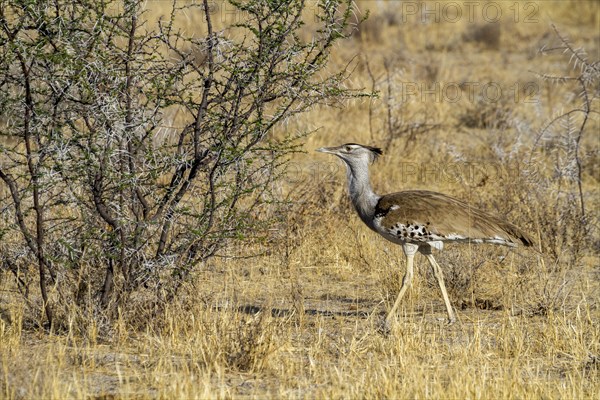 Kori Bustard