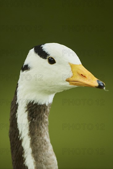 Bar-headed goose