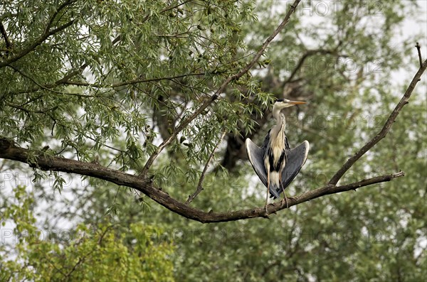 Grey heron