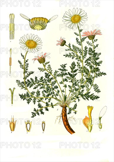 Medicinal plant