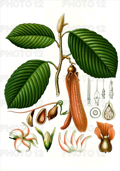 Medicinal plant