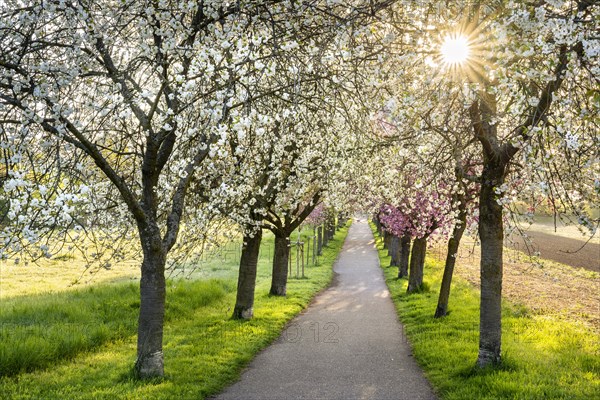 A beautiful alley with blooming pink and white cherry trees in spring in the morning sun with a sunstar