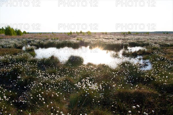 Hare's-tail cottongrass