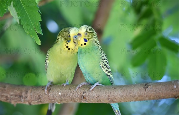 Budgies