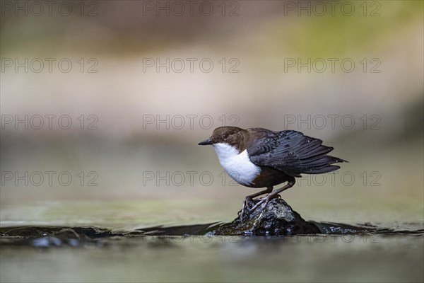 White-breasted dipper