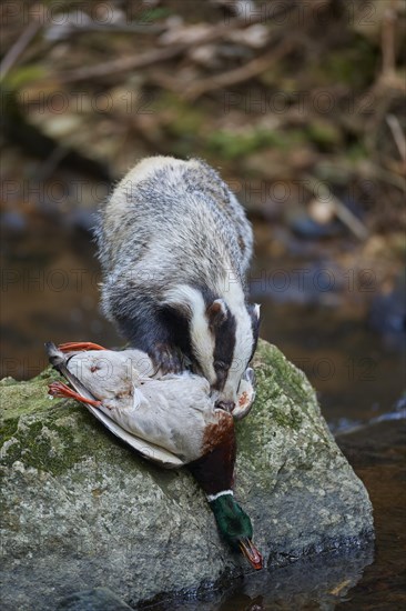 European badger