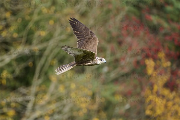 Saker falcon