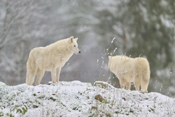 Arctic wolf