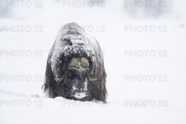 Musk ox