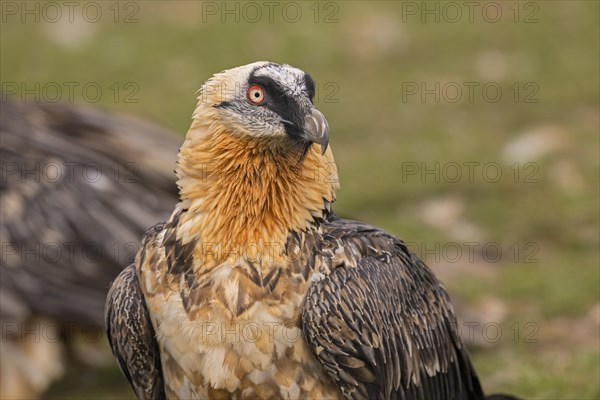 Bearded vulture