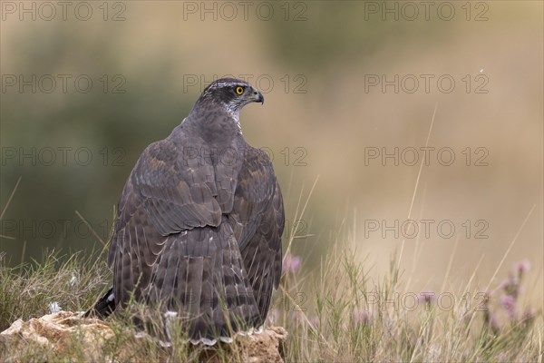 Northern goshawk