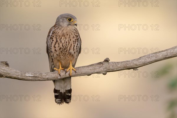 Common kestrel